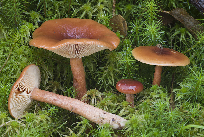 Lactarius sphagneti